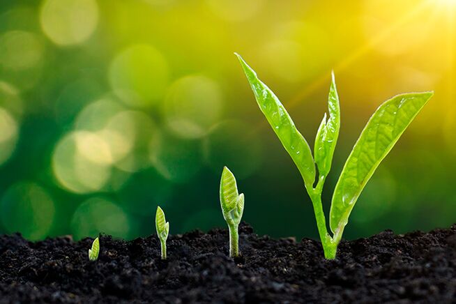 image showing green shoots